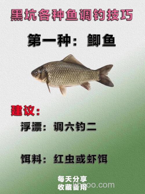 钓鲫鱼遇不同鱼情时的调整技巧