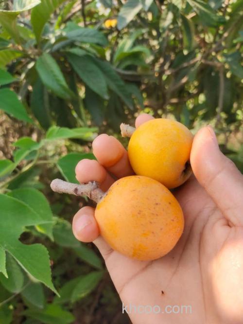 枇杷钓鱼最佳配方？