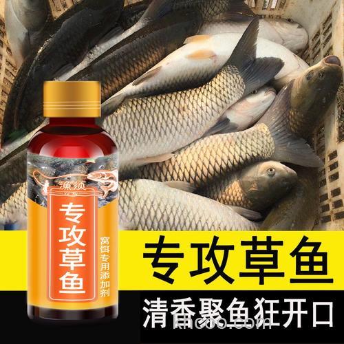 夏天黑坑糗草鱼用什么饵料小药