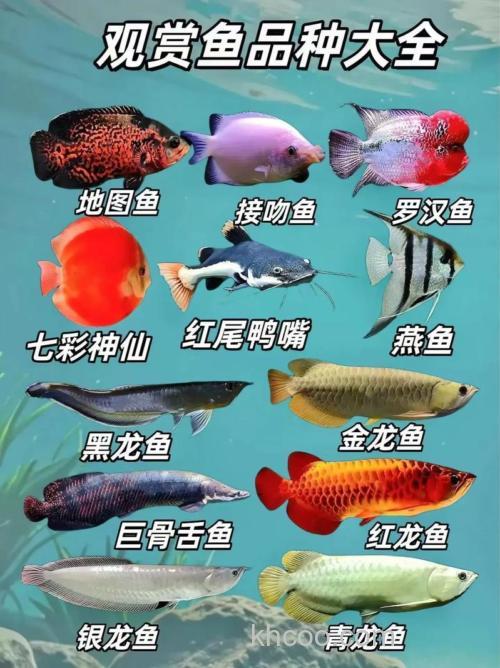 非常了解鱼的来