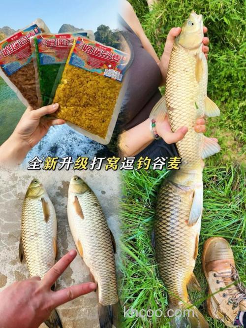 专攻大鲤鱼、大草鱼的这两款窝料诱鱼真快