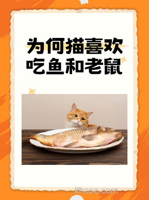 猫是喜欢鱼还是喜欢老鼠！