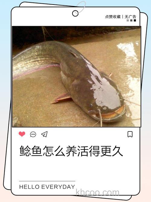 鲶鱼有什么好的养殖技术吗？