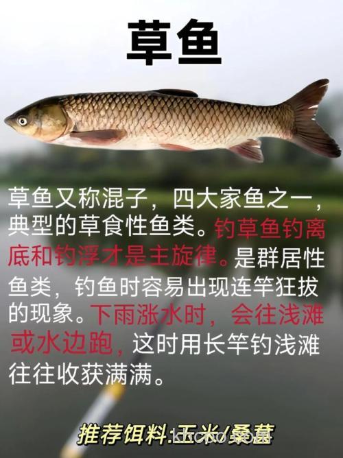 夏季垂钓青鱼、草鱼之我见的这些小技巧