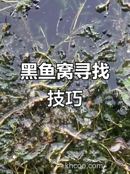 可以迅速找到黑鱼窝的5处地方