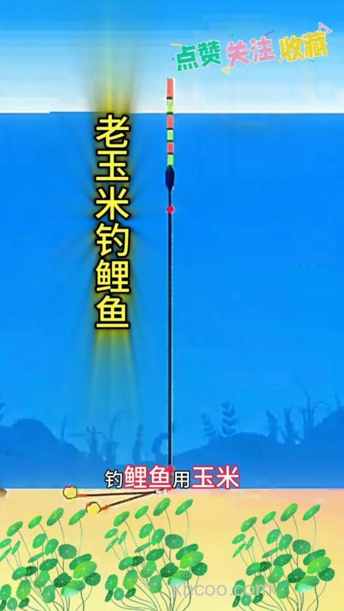 海竿玉米钓鲤鱼绝招？