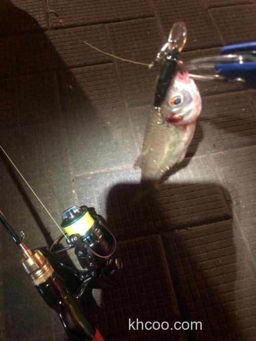 路亚夜钓胡子鲢鱼的最佳时间？