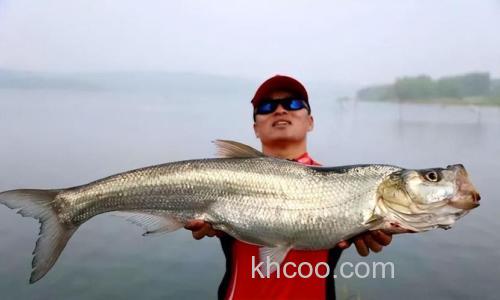 翘嘴鱼喜欢吃什么