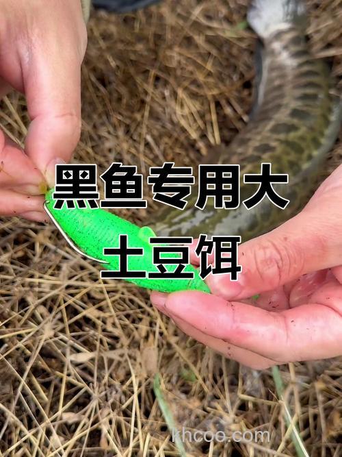 春季钓黑鱼用这种肉饵在