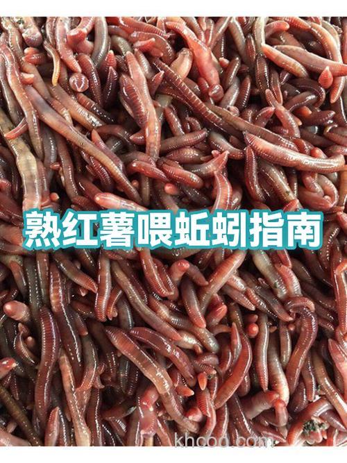 红薯喂蚯蚓的方法？