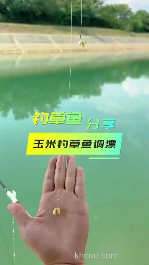 用玉米钓草鱼怎样调漂