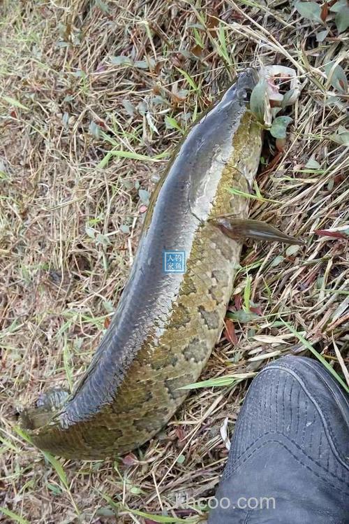 大河草洞就用鲫鱼肉钓黑鱼