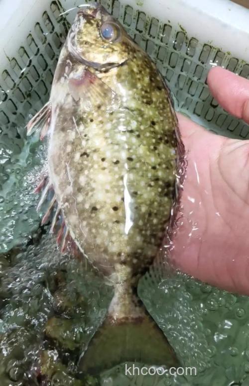 吃泥猛鱼可以吃榴莲吗