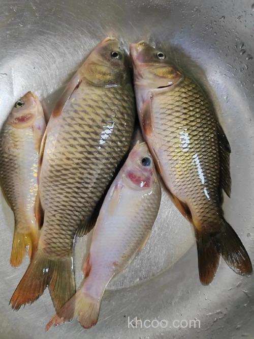 人工养殖鲤鱼怎么钓水泡黄豆好用吗？