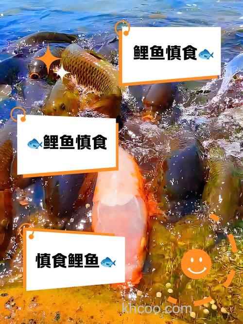 佛教徒为什么不能吃鲤鱼？