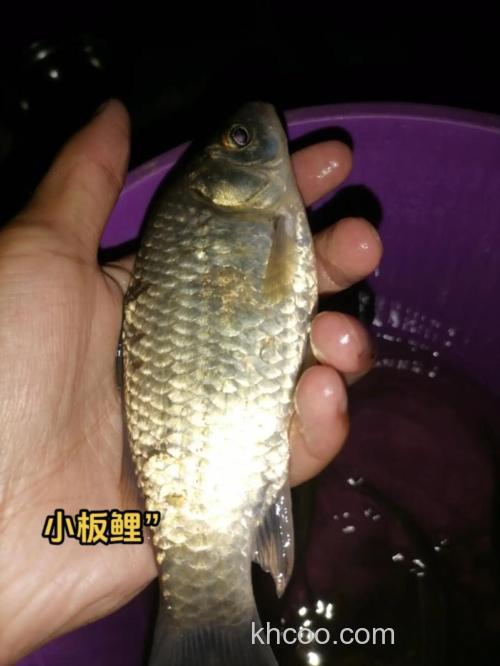 麸香的鱼饵钓什么鱼好？