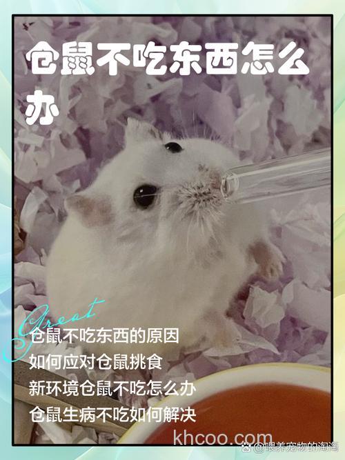 我家仓鼠不喜欢吃仓鼠饲料。。。