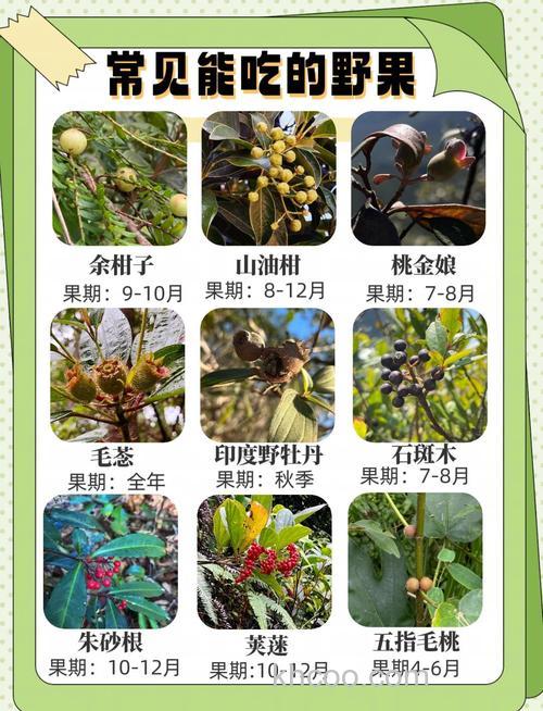 野外食品有哪些品种？