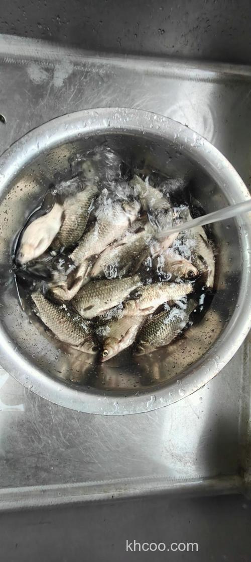 鲫鱼会不会吃小龙虾