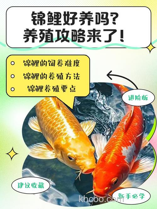 怎样养小鲤鱼？