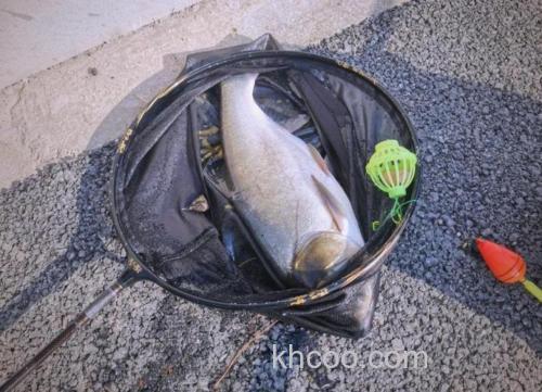 打破了钓鲢鳙的技术堡垒，抛竿就有巨物