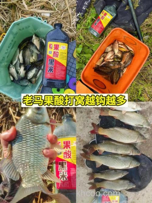 果酸饵料适合什么鱼？