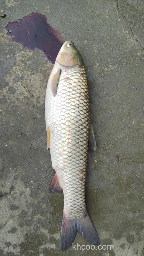 十月份什么料钓草鱼好