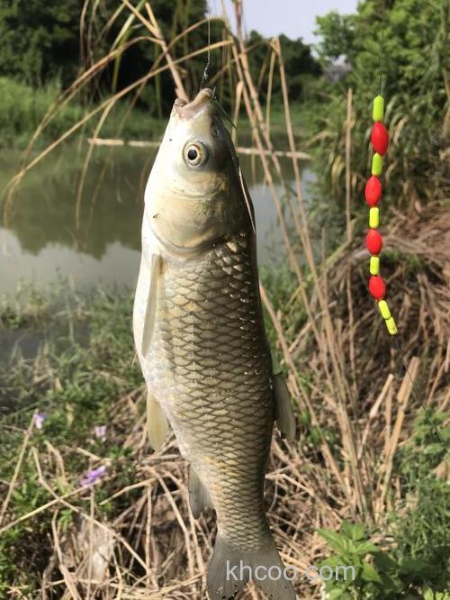 长竿短线钓草鱼——七星漂