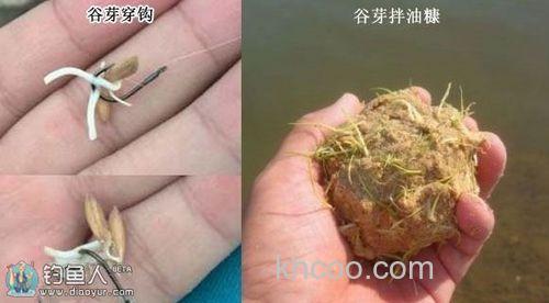 用谷芽做鱼饵去钓草鱼效果奇好