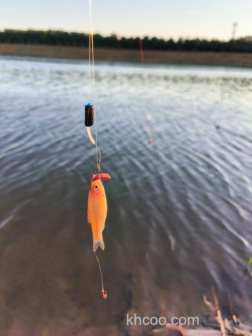 蚯蚓拌香油钓鲤好吗？能行不