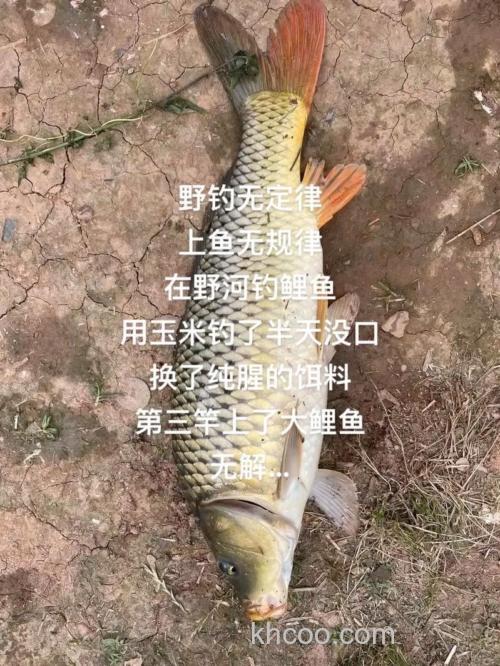 河里用玉米钓鲤鱼半天没有口？