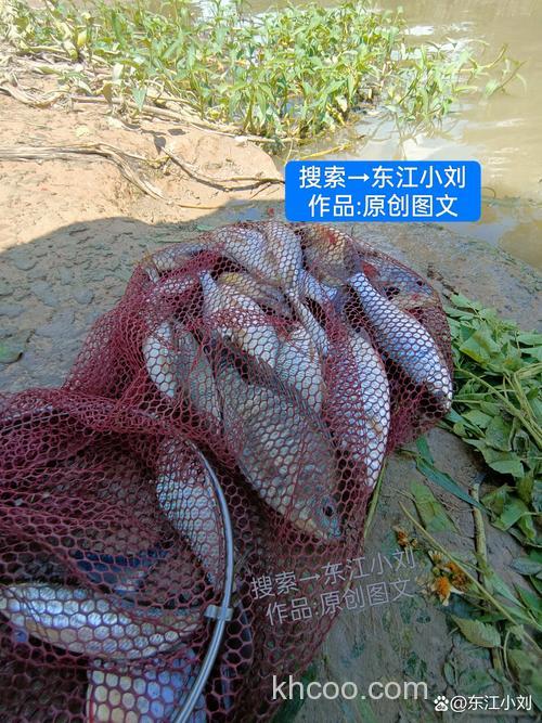 钓鱼大会以前攒的鱼为什么不行？