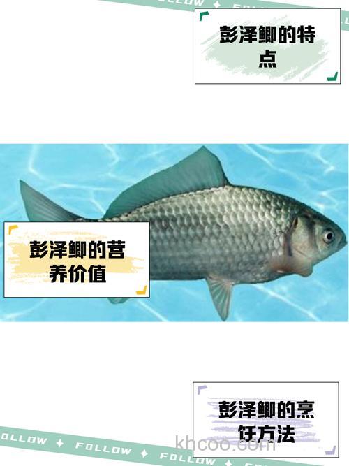 彭泽鲫的最佳钓法？