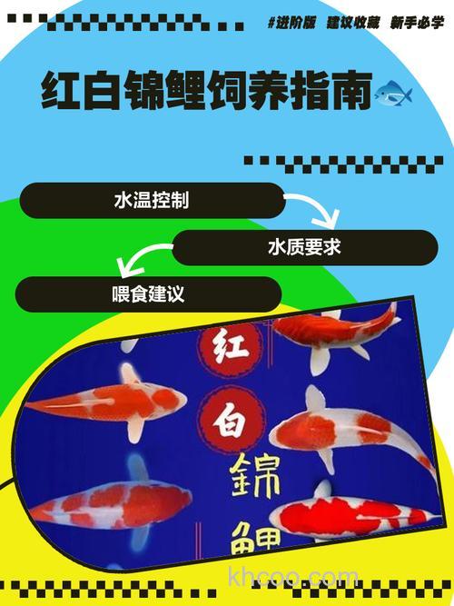 鱼市卖的小鲤鱼怎么养