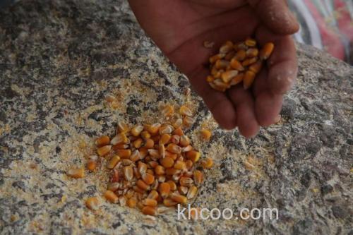 鲫鱼吃玉米粒吗？