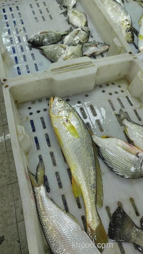 黄瓜钓草鱼效果怎么样？