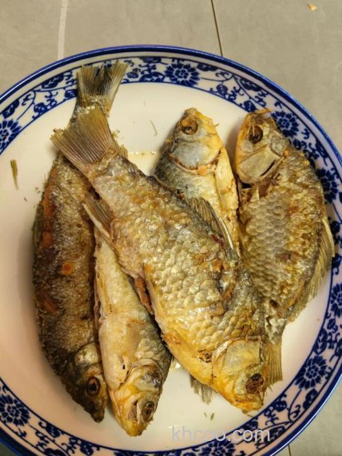 鲫鱼吃面粉吗？