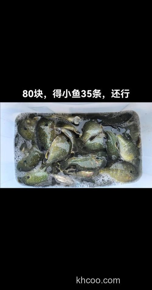 黑坑台钓太阳鱼的技巧与味型偏好，你知道多少？