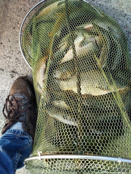 一品鲤加红薯鲤加超诱钓鲤鱼好用吗