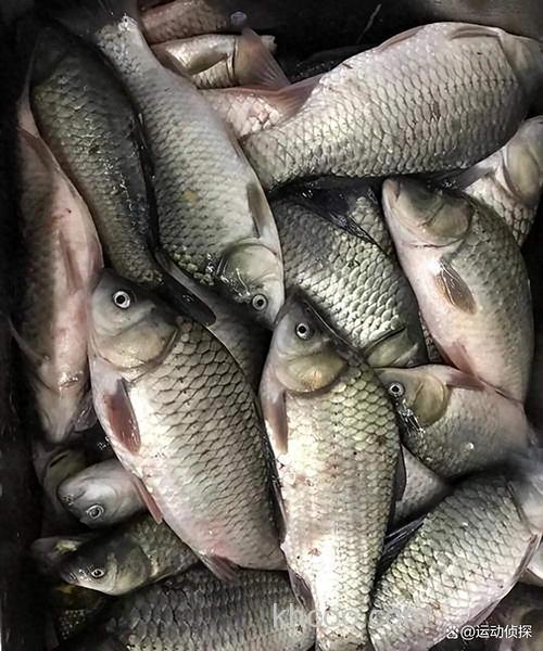 野钓鲫鱼小杂鱼太闹如何解决