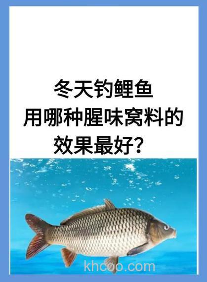 冬天钓鲤鱼用哪种腥味窝料的效果最好