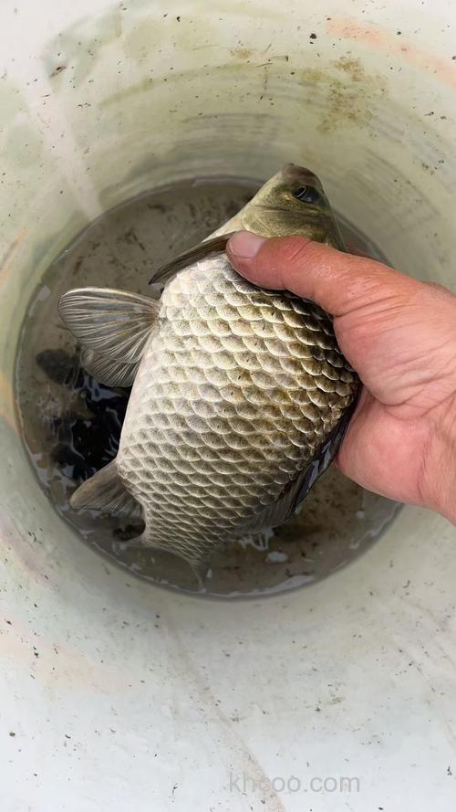 鲫鱼体形呈什么