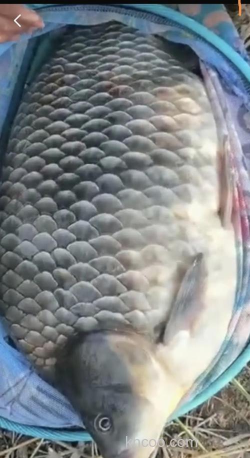 最大的鲫鱼有多大啊?