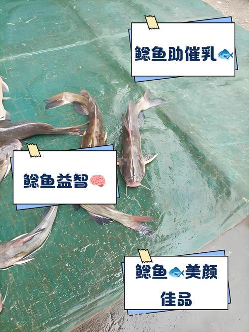 人工养殖的鲶鱼吃什么饵料成本低？
