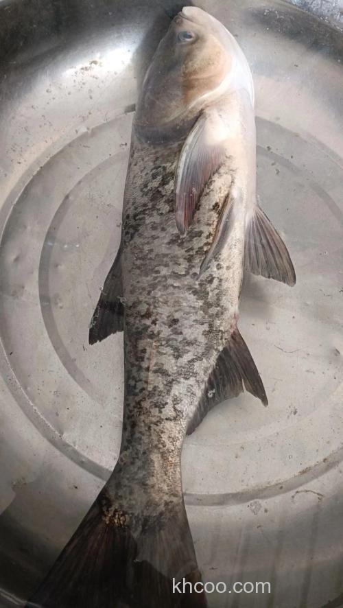 立春过后可以钓花鲢吗?