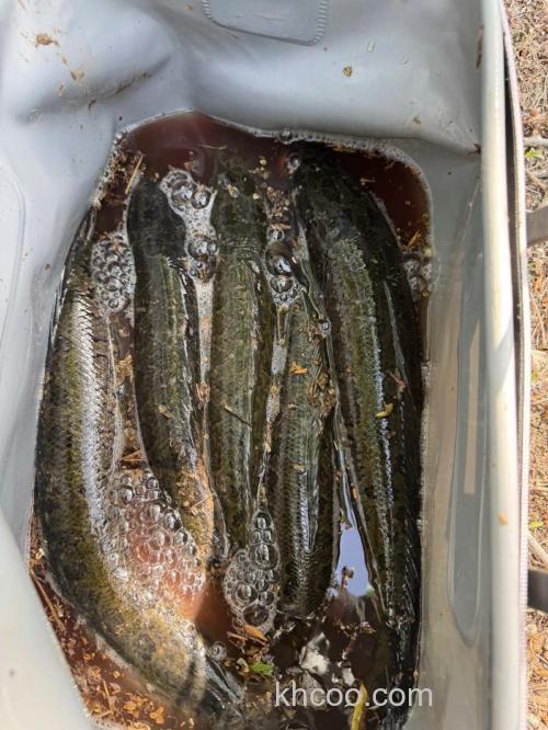 黑鱼刺少肉紧，现在还可以这样钓一个月吧！