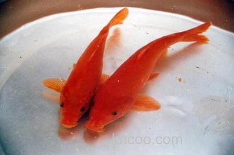 我昨晚梦见我钓上两条红色鲤鱼，