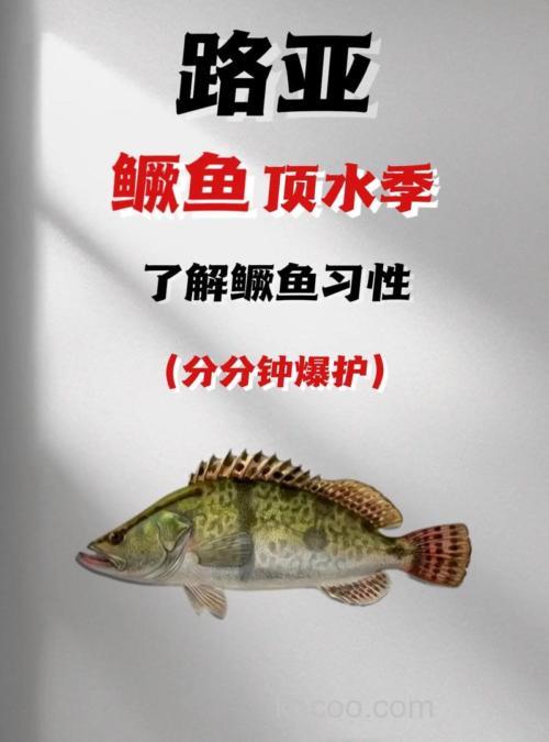 野外台钓鳜鱼的技巧与钓点选择，你知道多少？