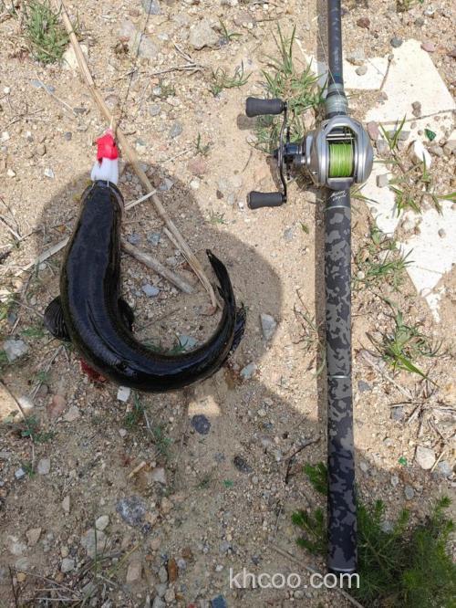 雷强钓法，一种源自日本特殊又极端的黑鱼钓法