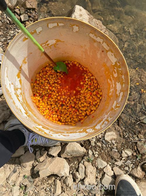 秋季用麝香玉米能钓鲤鱼吗？